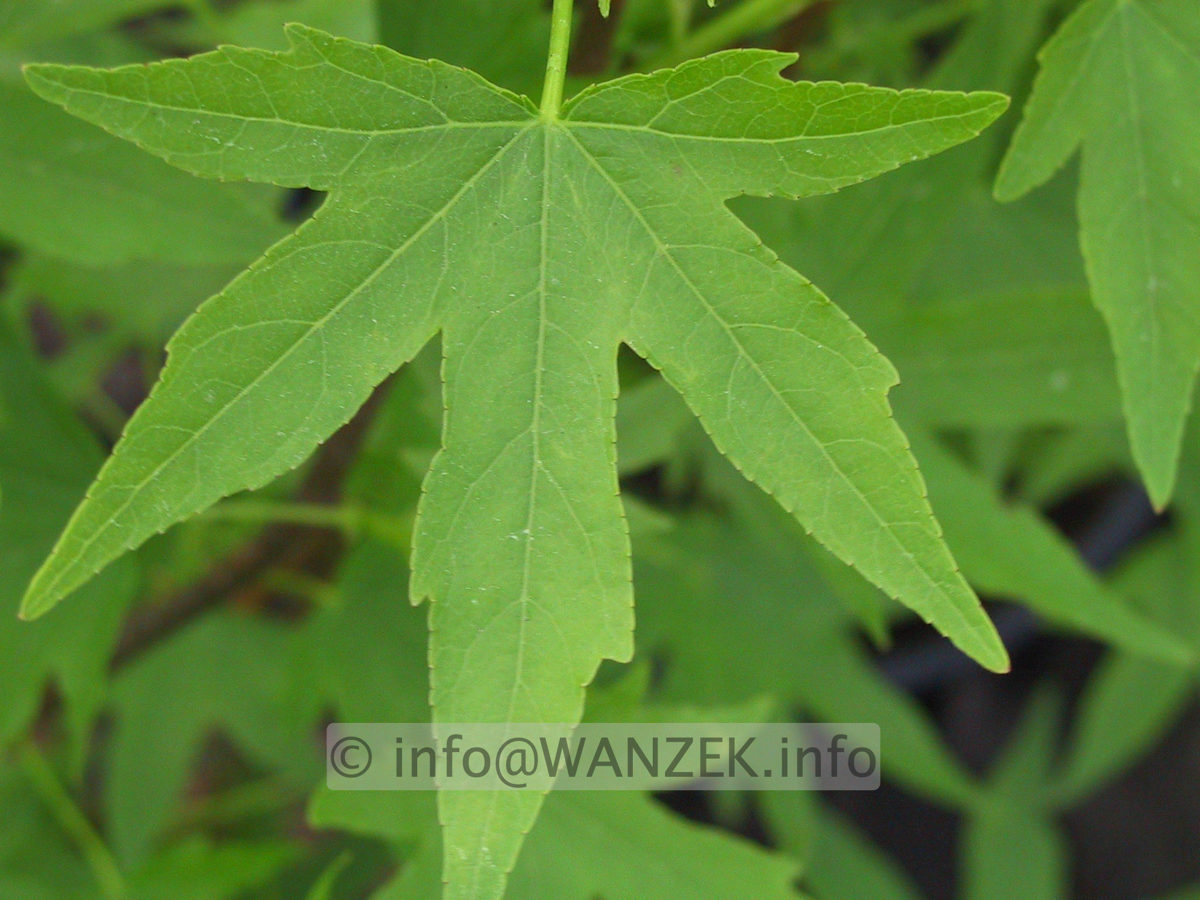 Liquidambar styraciflua Worplesdon Blattmacro.JPG
